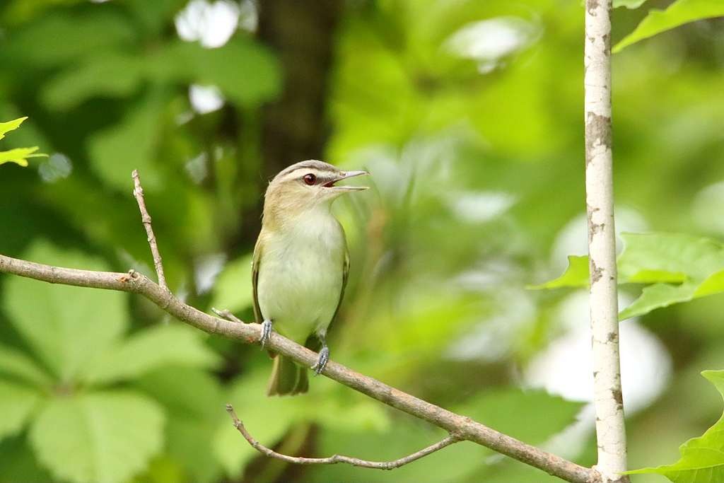 Red-eyed Vireo - ML587793421