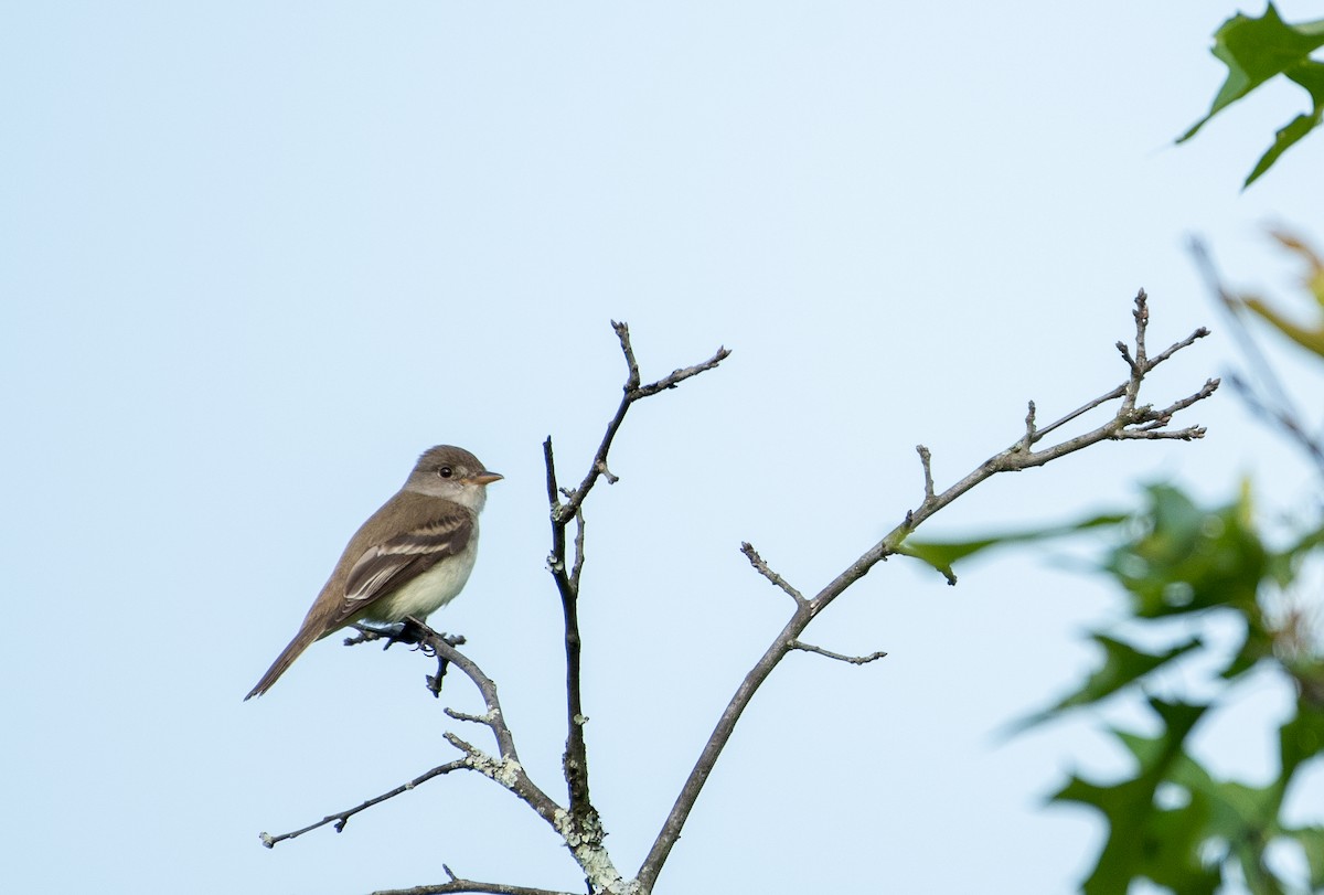 Willow Flycatcher - ML587793641