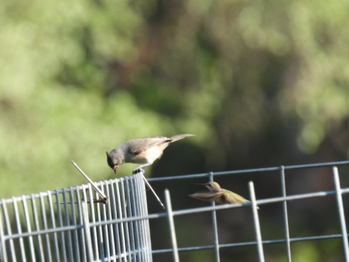 Black-crested Titmouse - ML587793871
