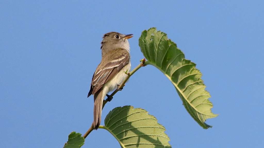 Alder Flycatcher - ML587794951