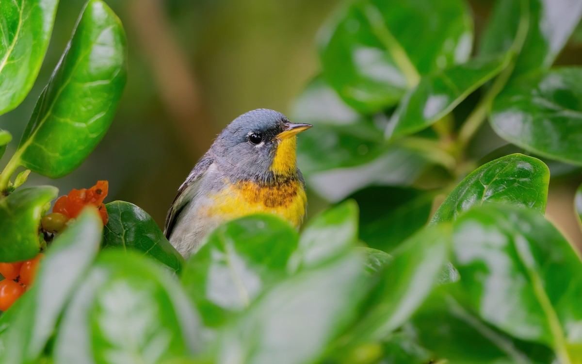 Northern Parula - Derek Lecy