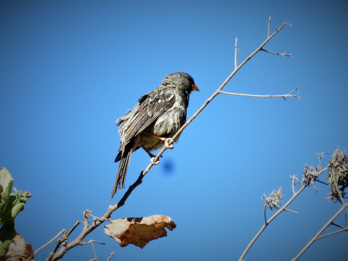 Mourning Sierra Finch - ML587797171