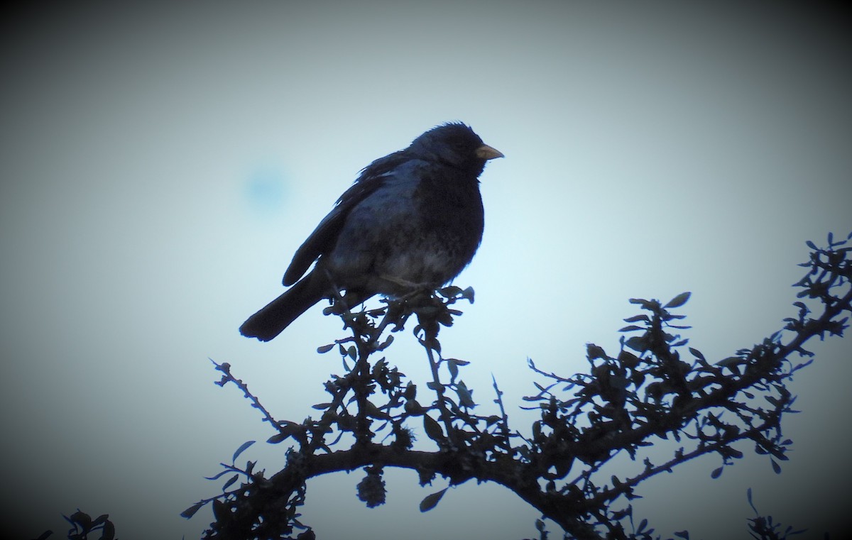 Mourning Sierra Finch - ML587797251