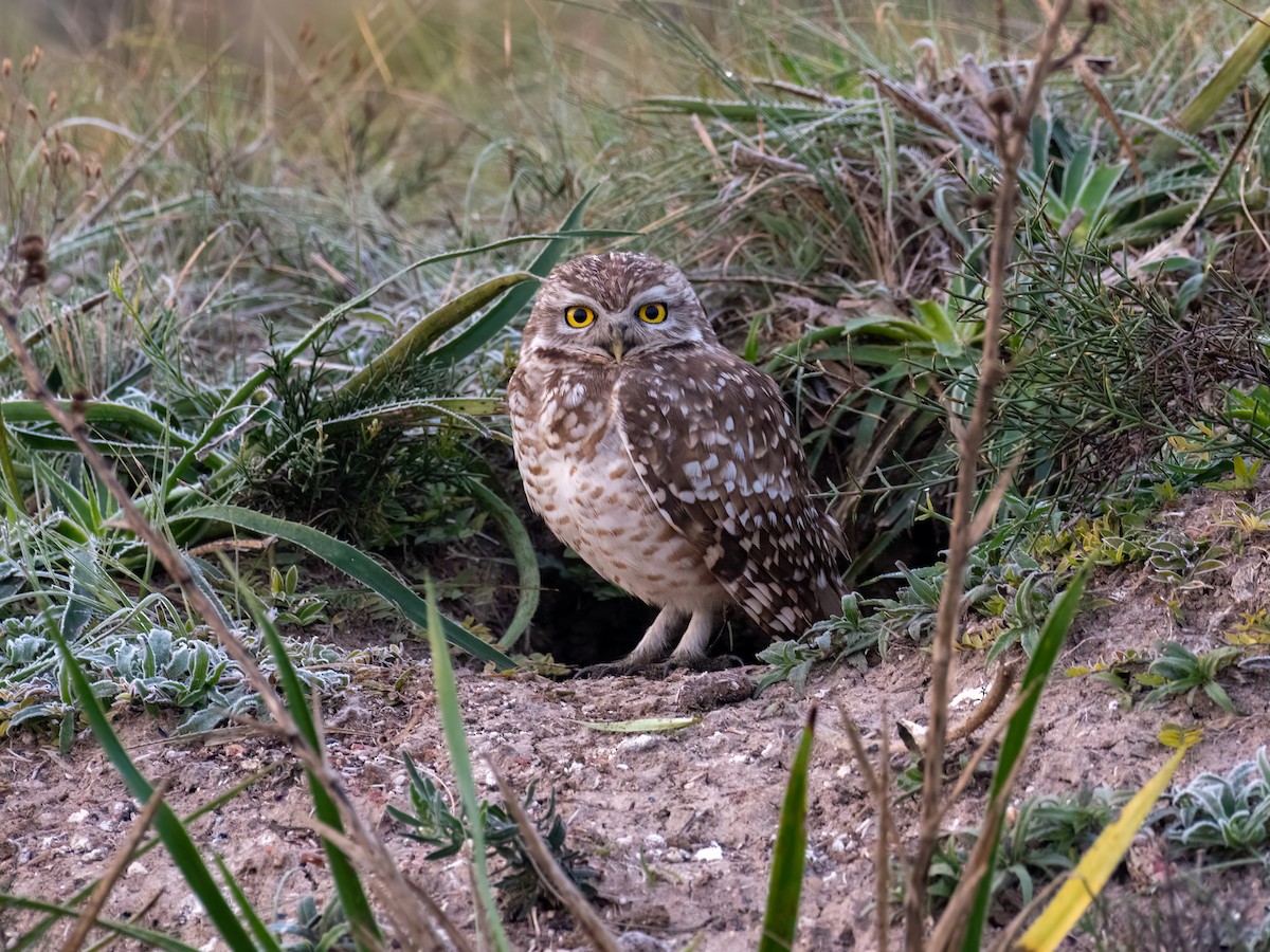 Burrowing Owl - ML587798341