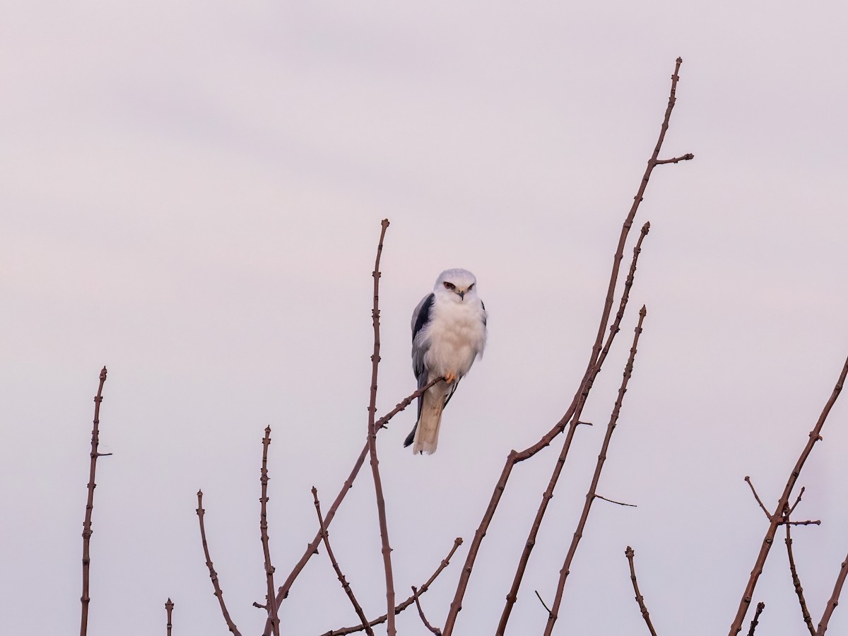 White-tailed Kite - ML587798681