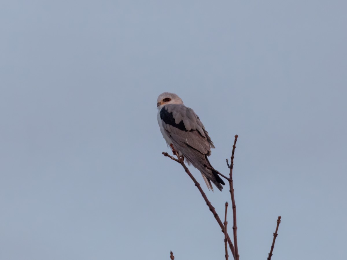 White-tailed Kite - ML587798691