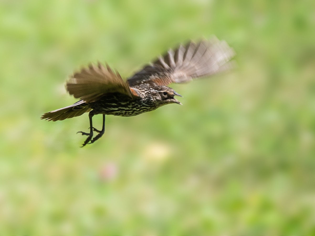 Red-winged Blackbird - ML587798811