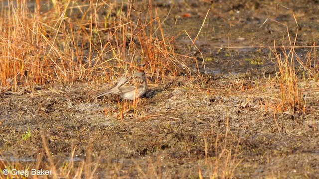 American Tree Sparrow - ML587799041