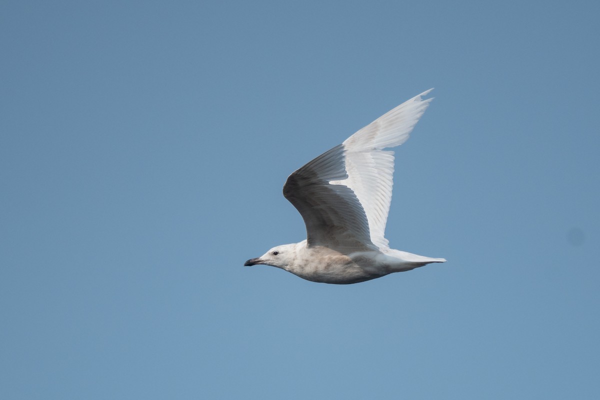 Iceland Gull - ML587800381