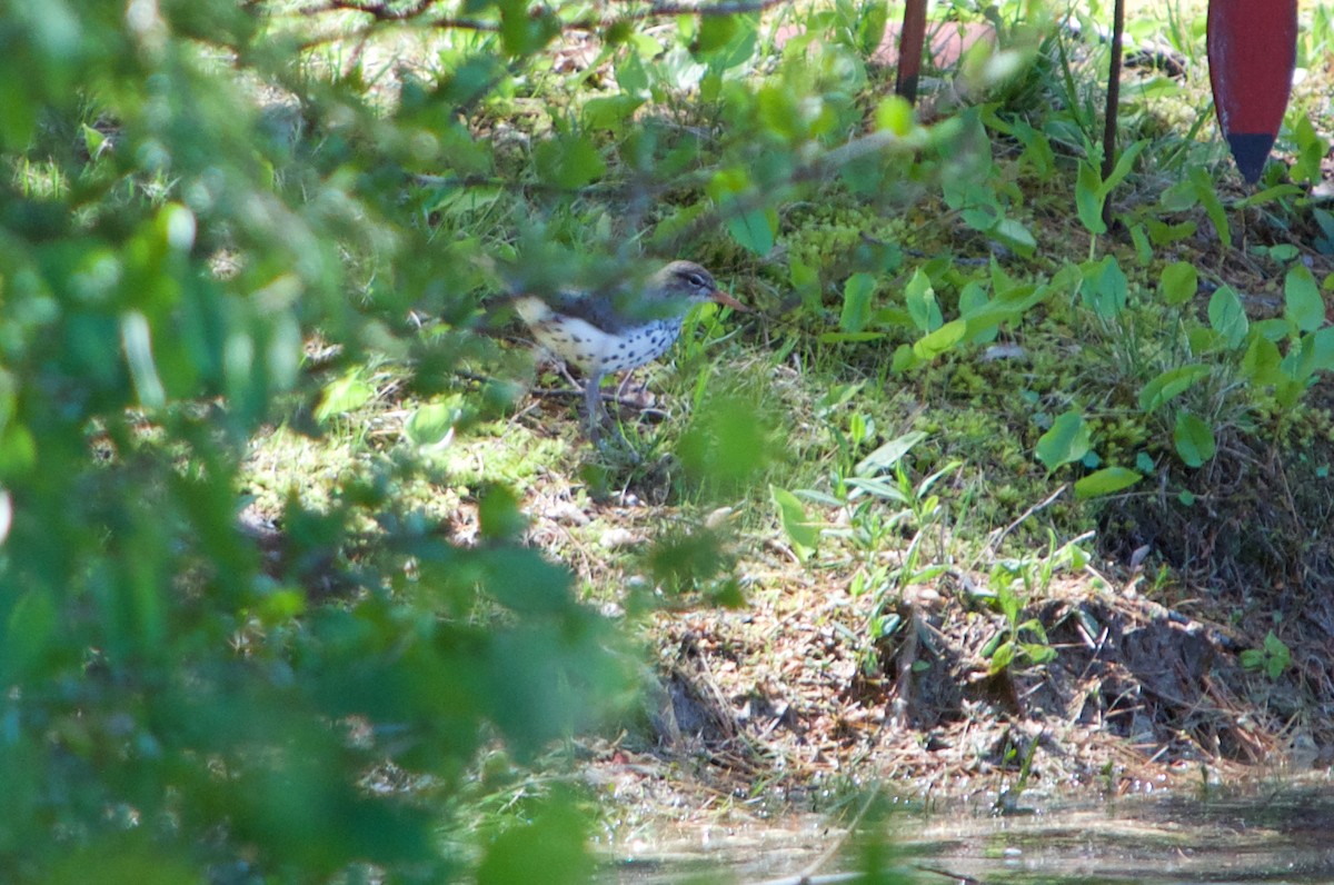 Spotted Sandpiper - ML58780051