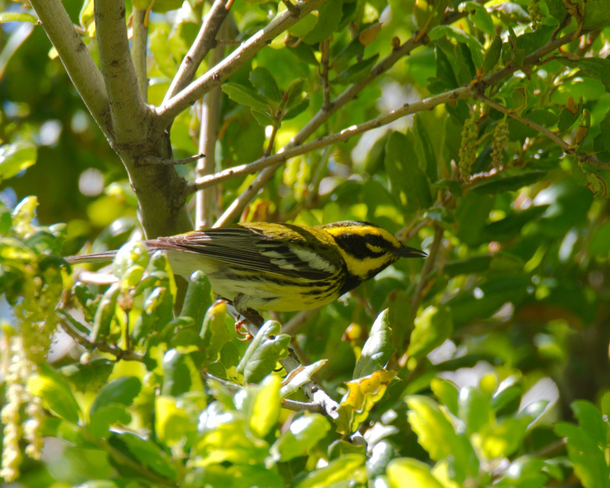 Townsend's Warbler - ML587801151