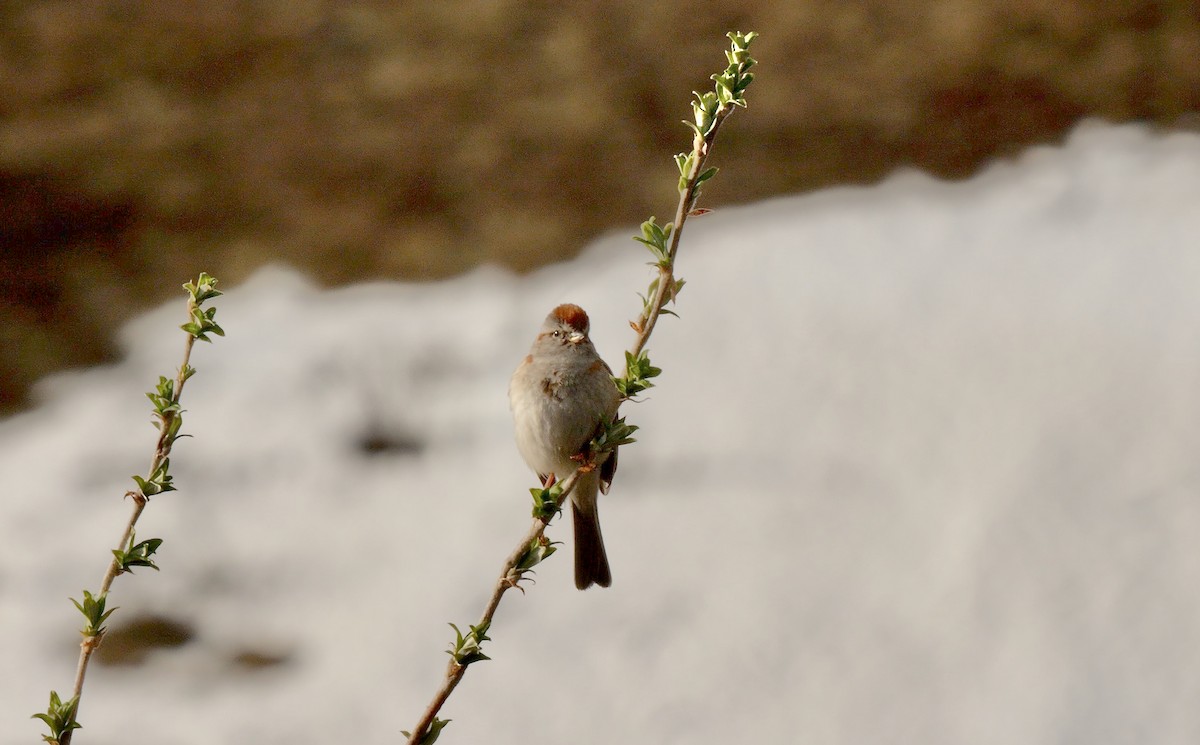 American Tree Sparrow - ML587802171