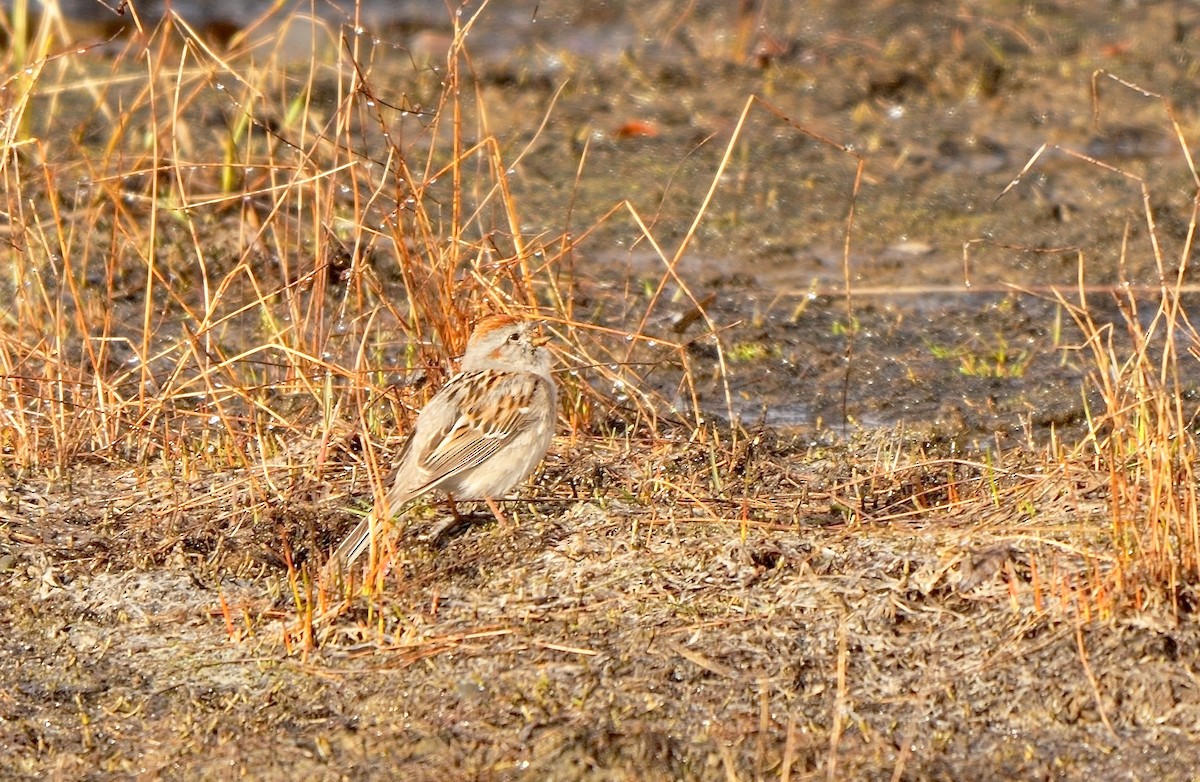 American Tree Sparrow - ML587802191