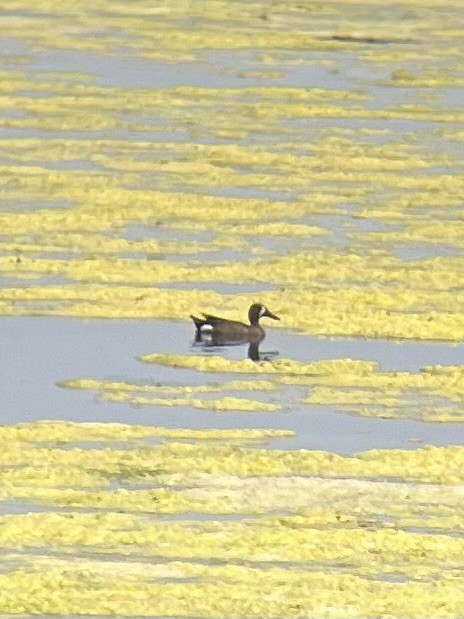 Blue-winged Teal - ML587802491