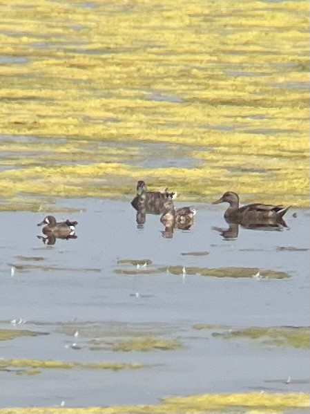 Blue-winged Teal - ML587802501