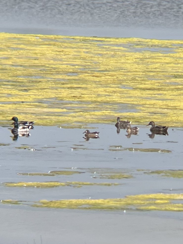 Blue-winged Teal - ML587802511