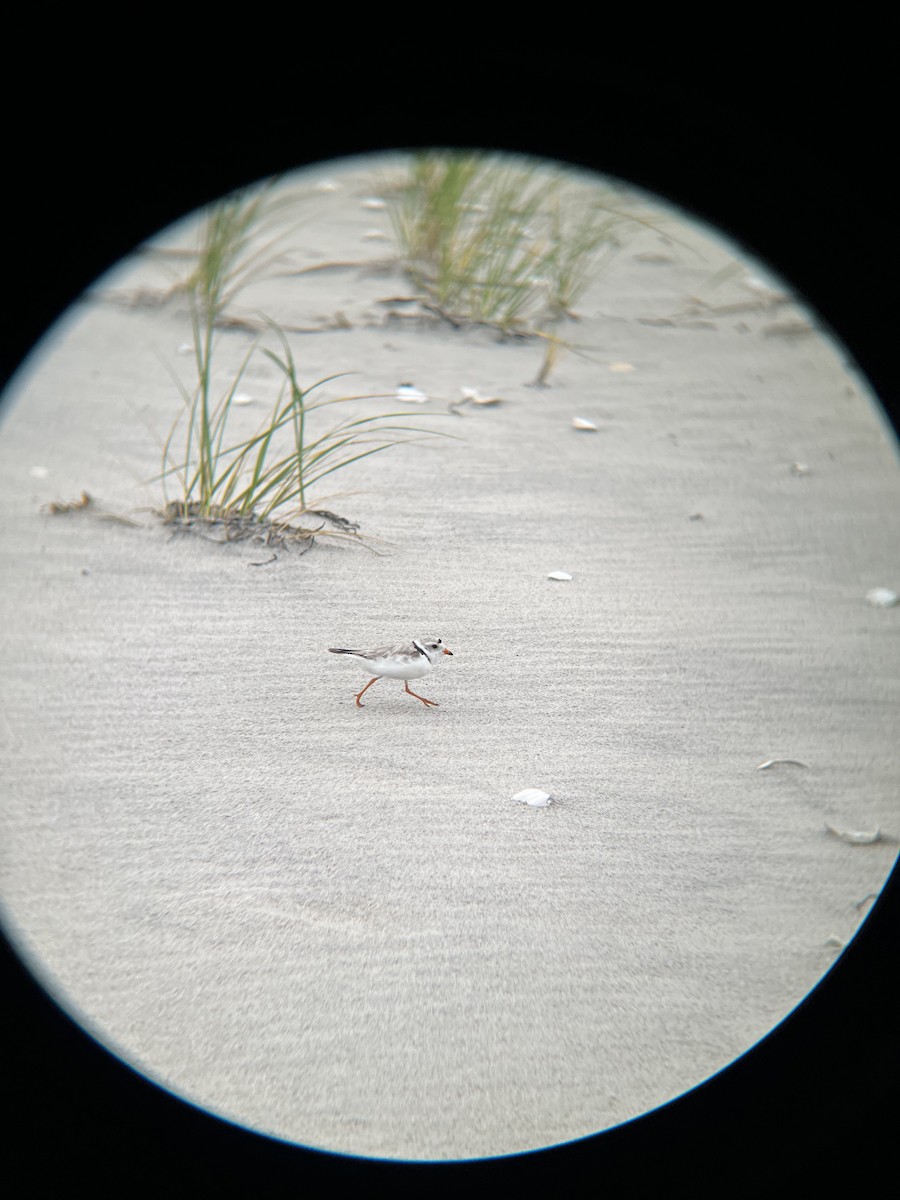 Piping Plover - ML587803511