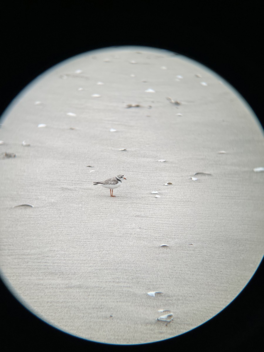 Piping Plover - ML587803521