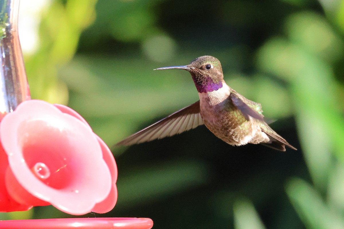 Black-chinned x Anna's Hummingbird (hybrid) - ML587804001