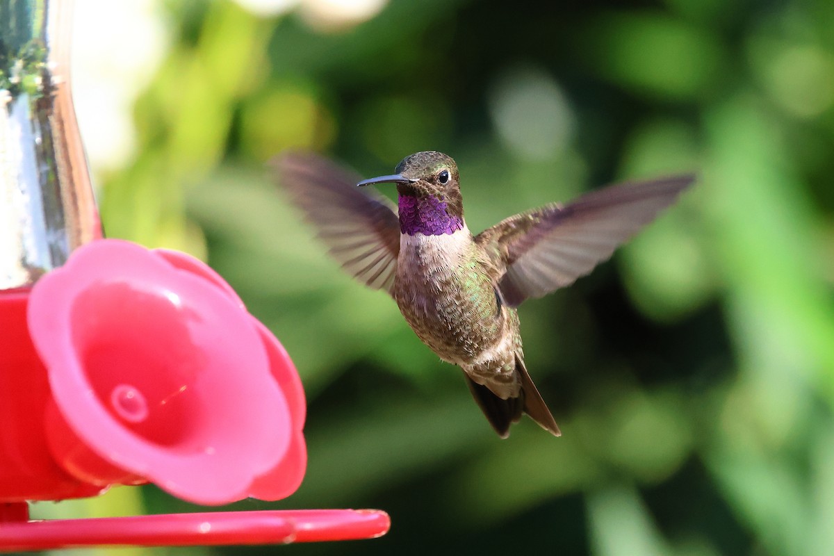 Black-chinned x Anna's Hummingbird (hybrid) - ML587804011