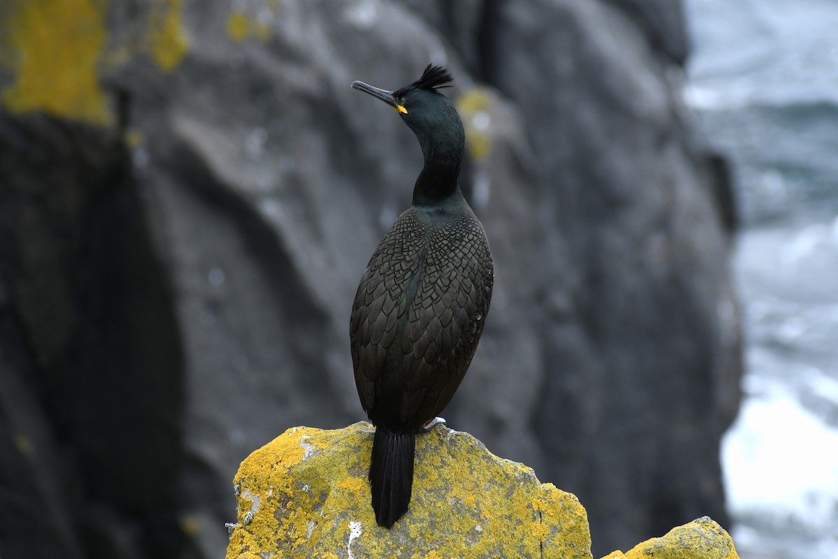 European Shag - ML587804501