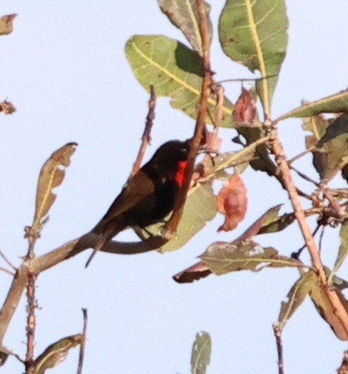 Scarlet-chested Sunbird - ML587804551
