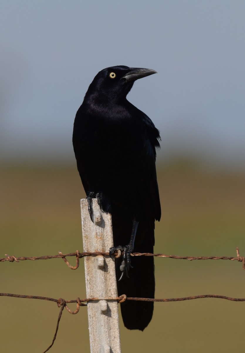 Great-tailed Grackle - ML587807101