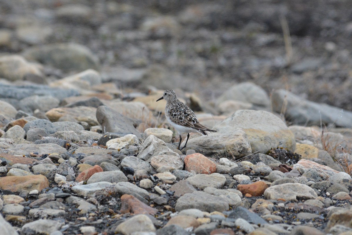 Baird's Sandpiper - Anthony Zerafa