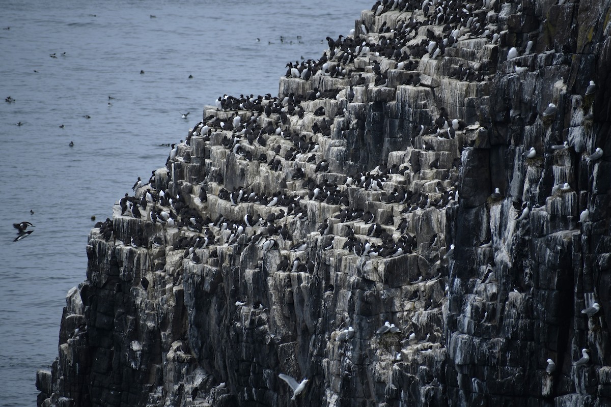 Common Murre - Michael Schrimpf