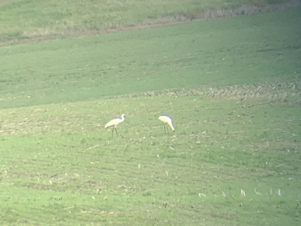 jeřáb americký - ML587807691