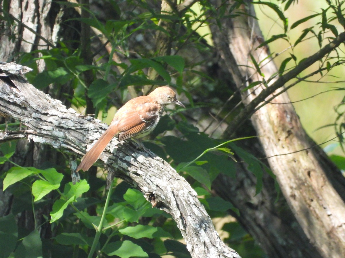 Brown Thrasher - ML587808121