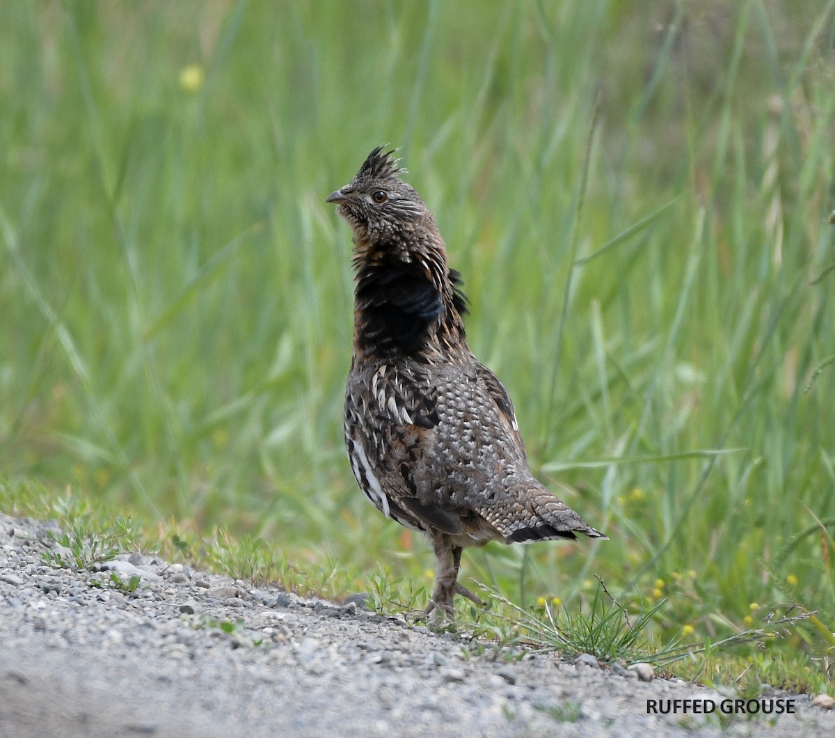 Ruffed Grouse - Wayne Diakow