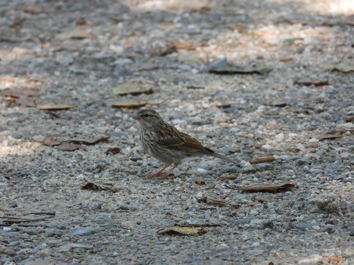 Chipping Sparrow - ML587808631