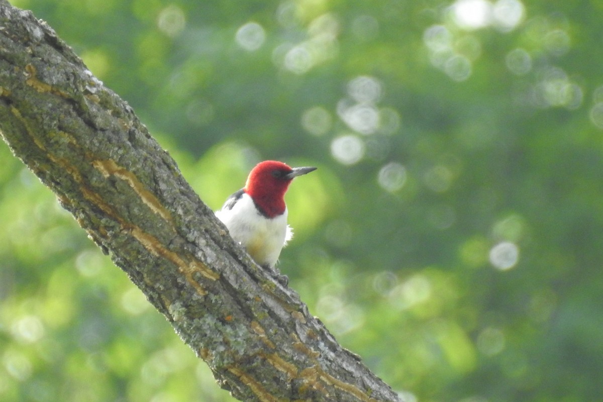 Red-headed Woodpecker - ML587809101