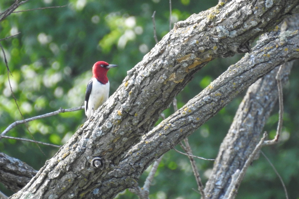 Red-headed Woodpecker - ML587809111