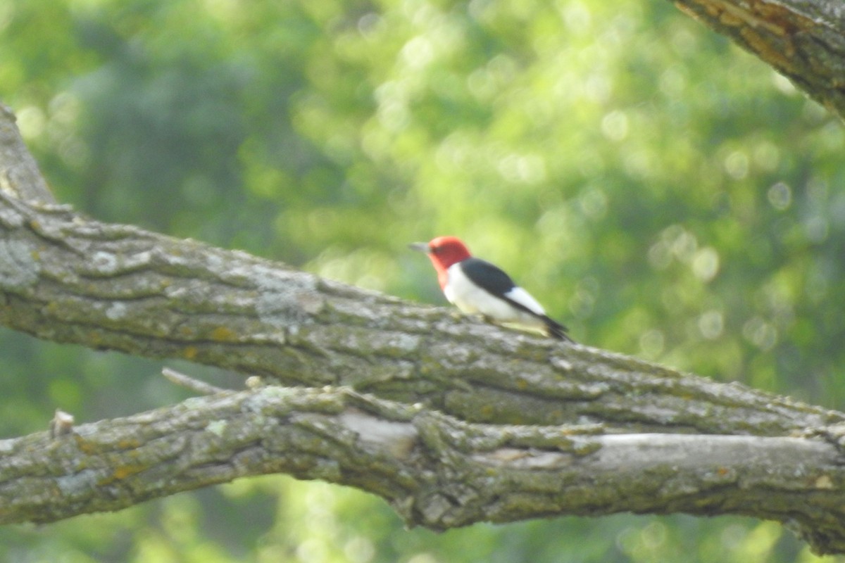 Red-headed Woodpecker - ML587809121