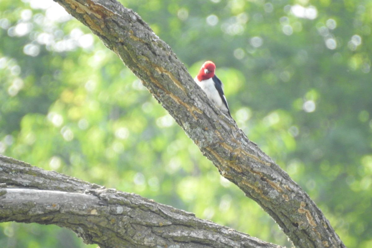 Red-headed Woodpecker - ML587809131