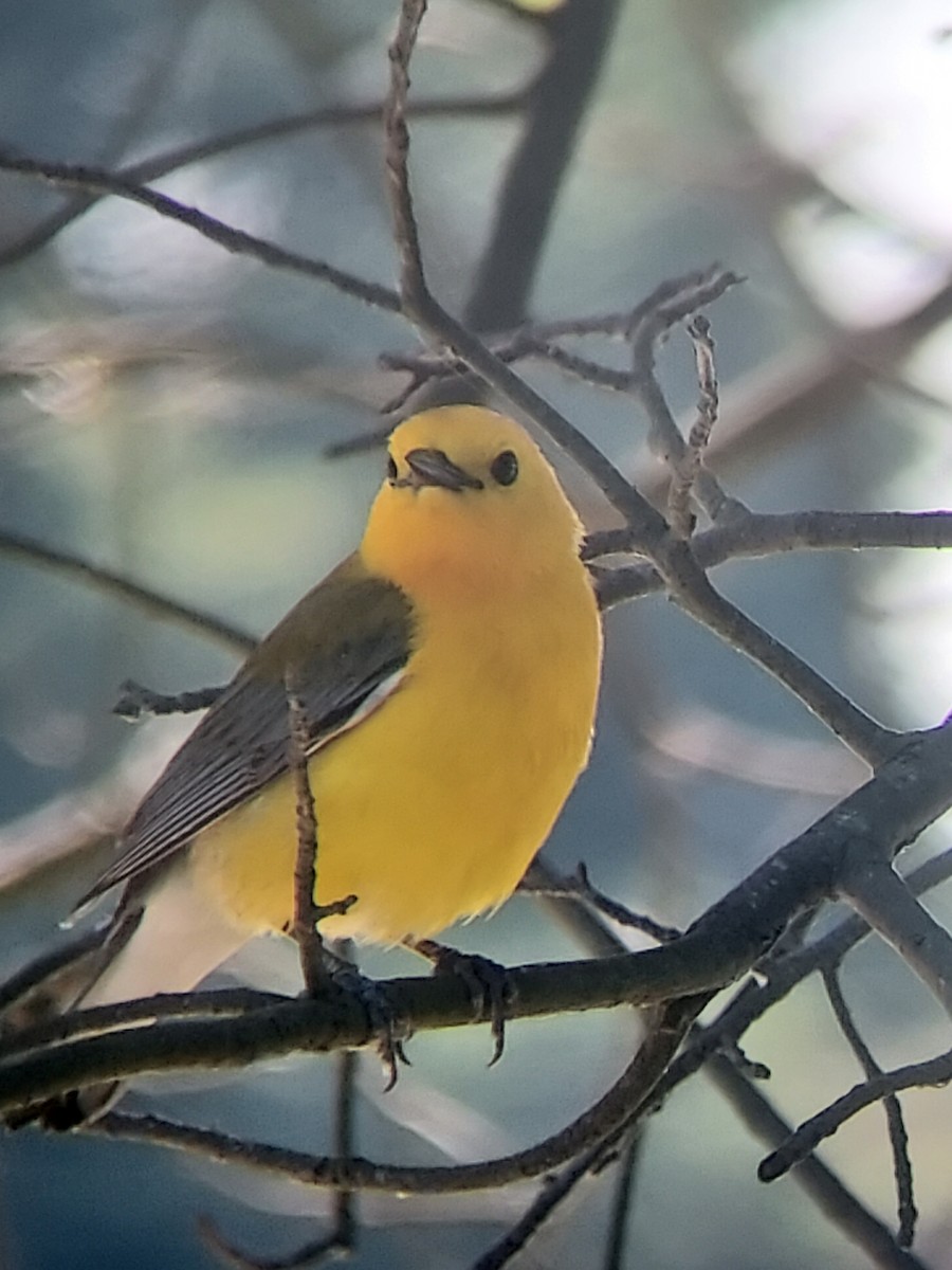 Prothonotary Warbler - ML587809331