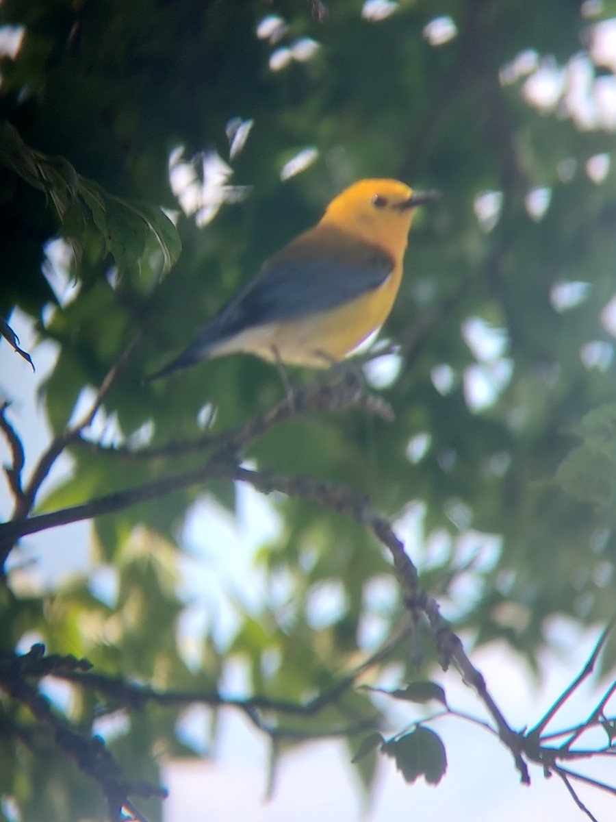 Prothonotary Warbler - ML587809371