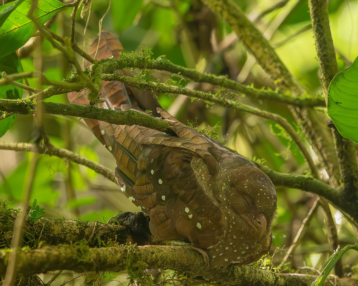 Guácharo - ML587809641