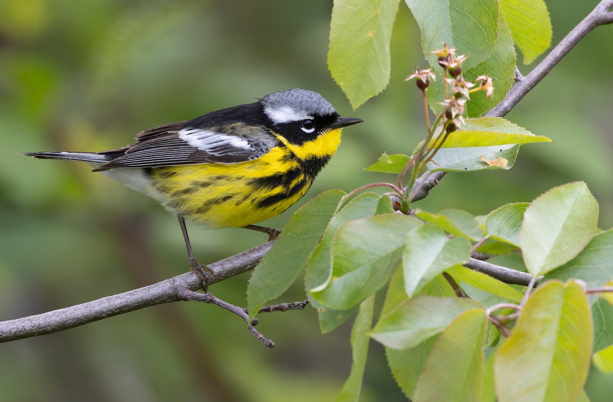 Magnolia Warbler - Luke Seitz