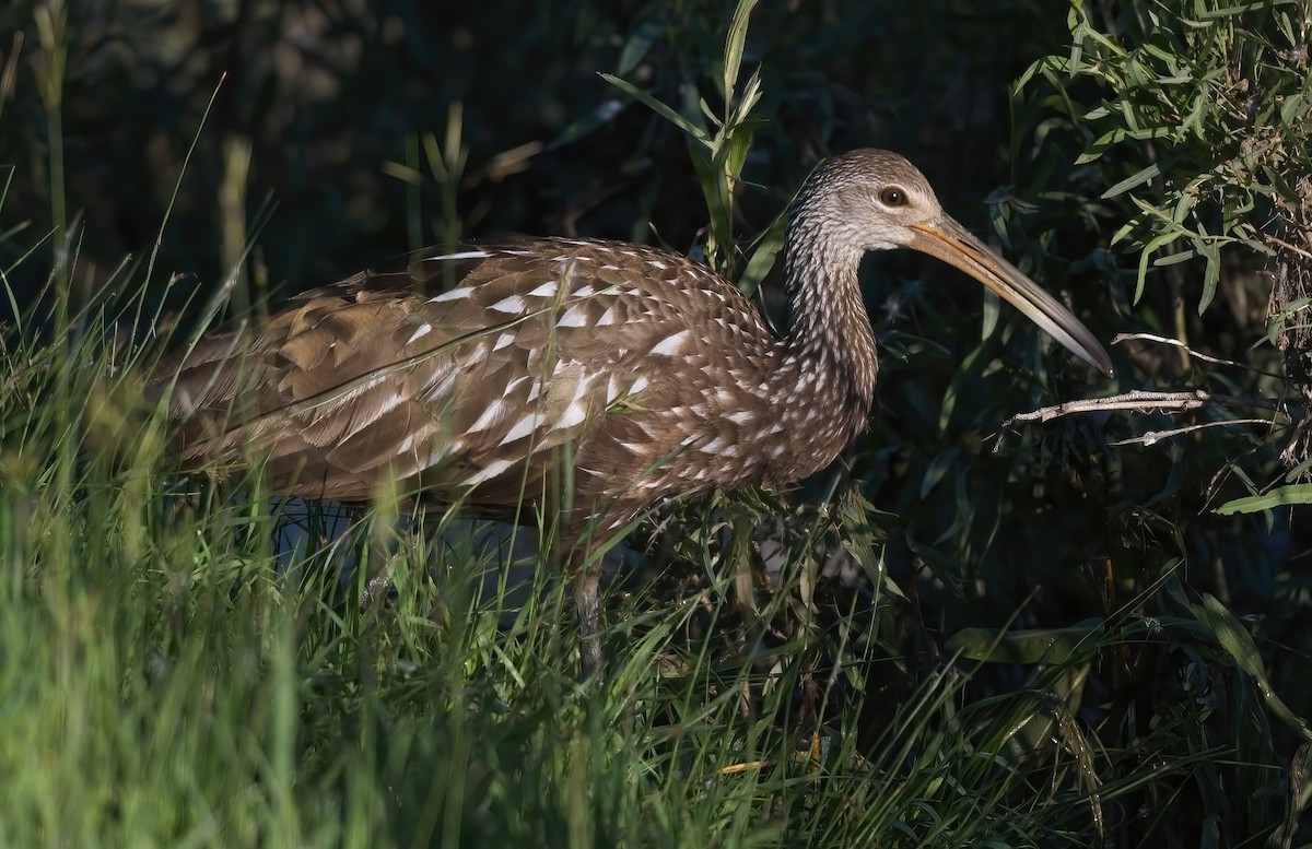 Limpkin - Kevin Ash