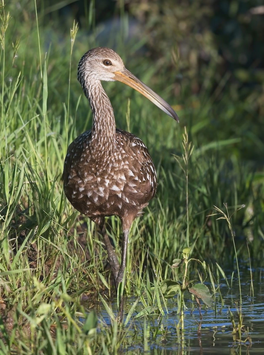 Limpkin - ML587812591