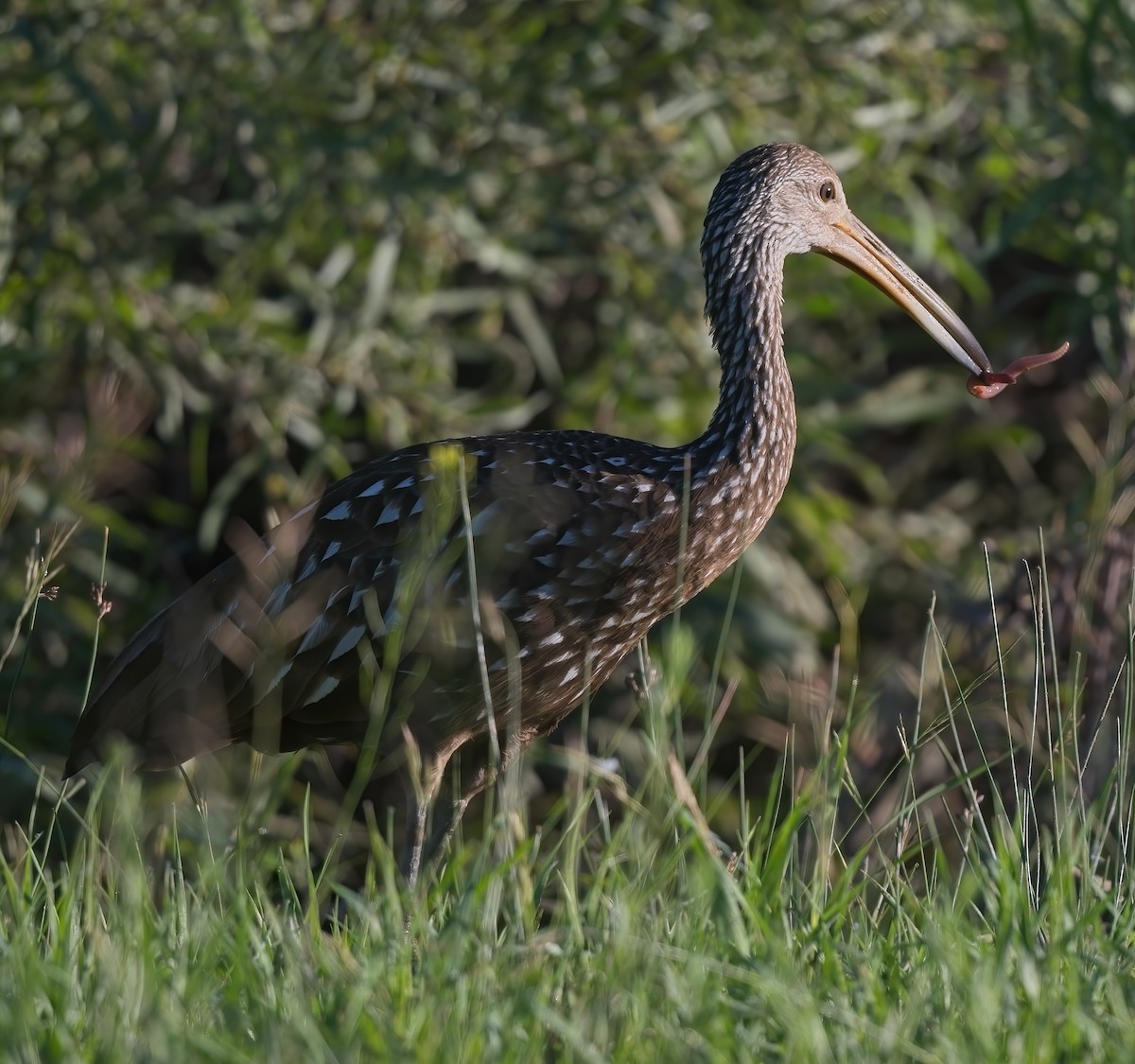 Limpkin - ML587812601