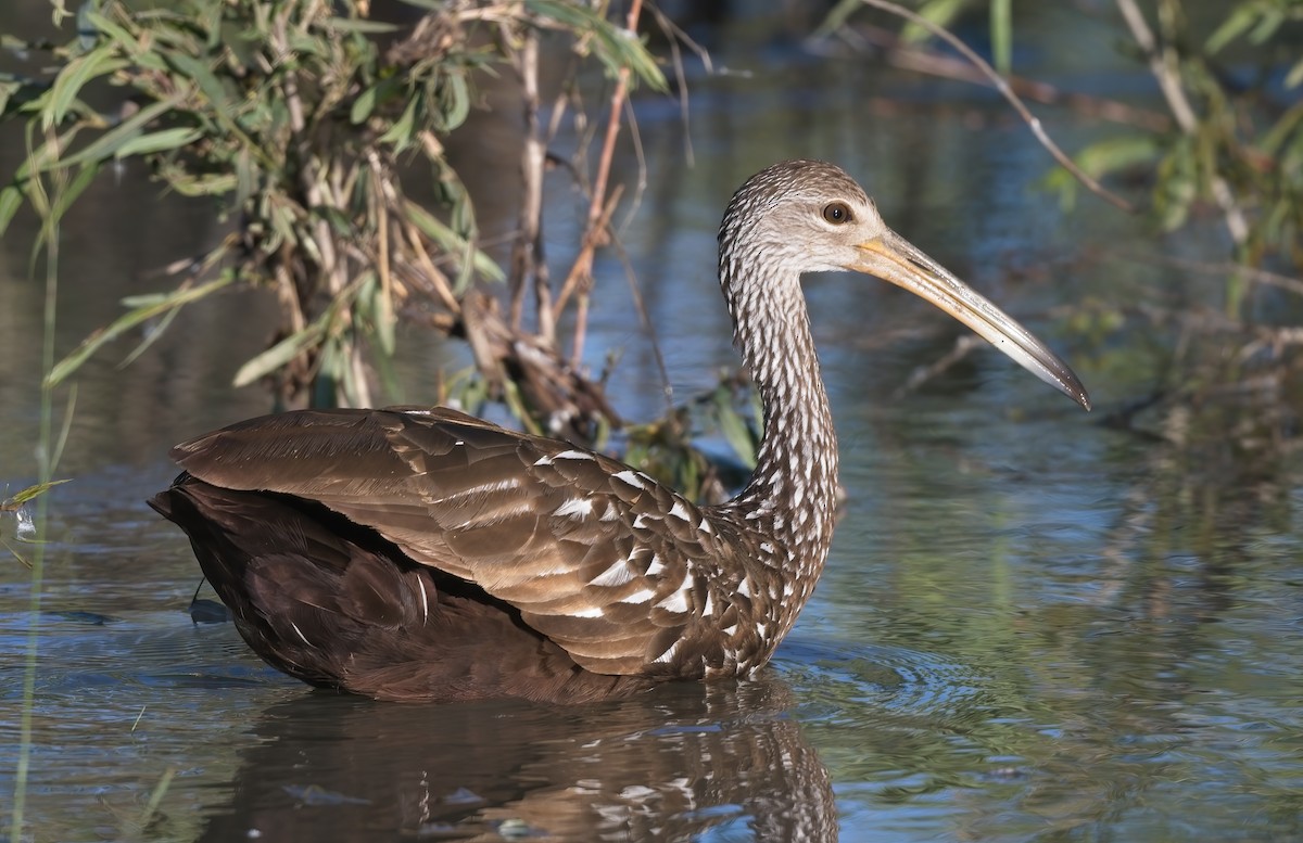 Limpkin - ML587812611