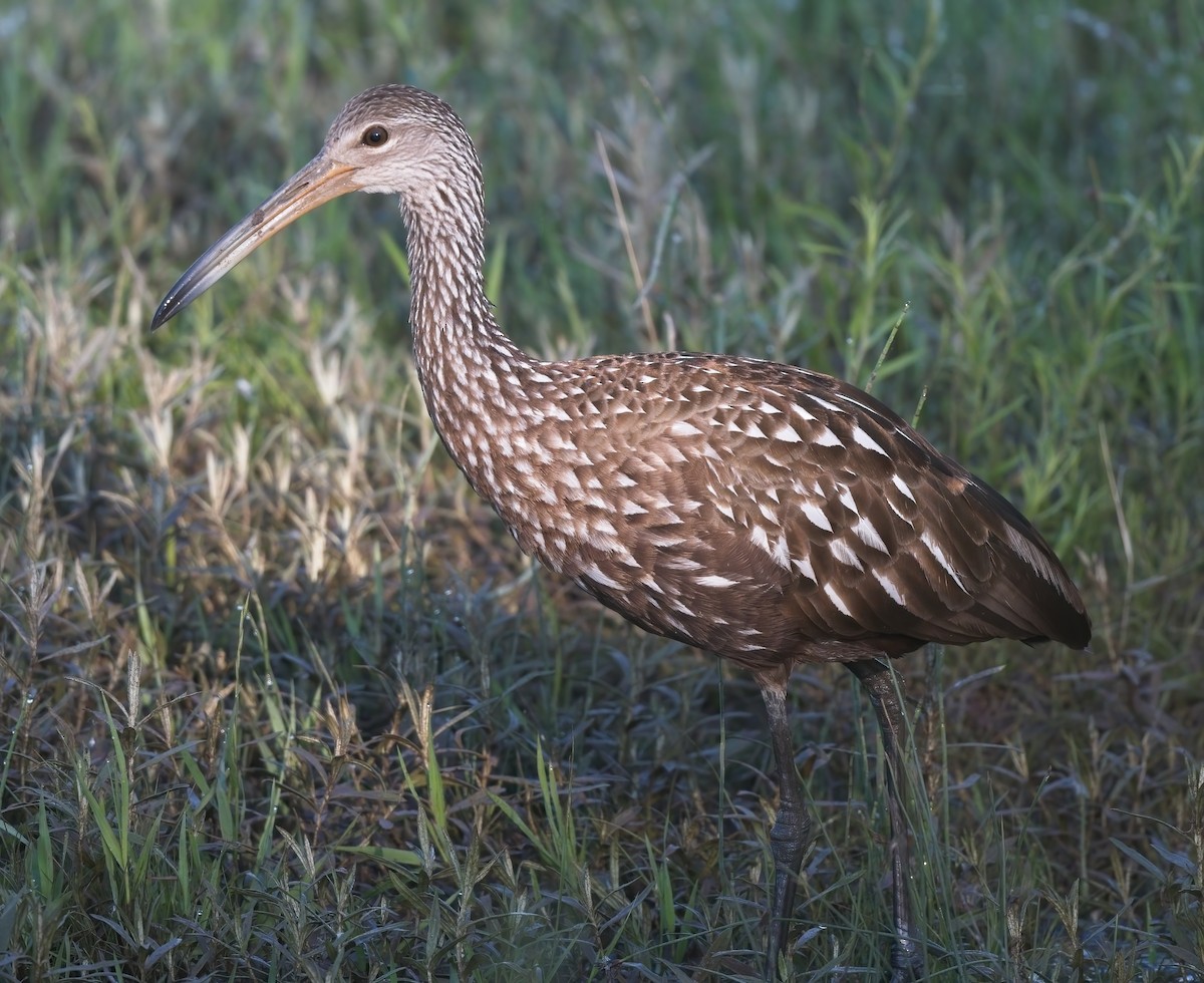 Limpkin - Kevin Ash