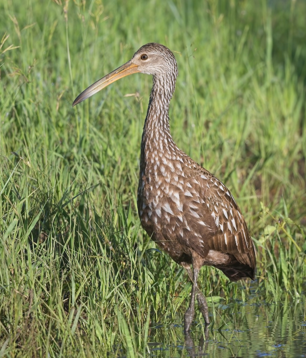 Limpkin - ML587812631