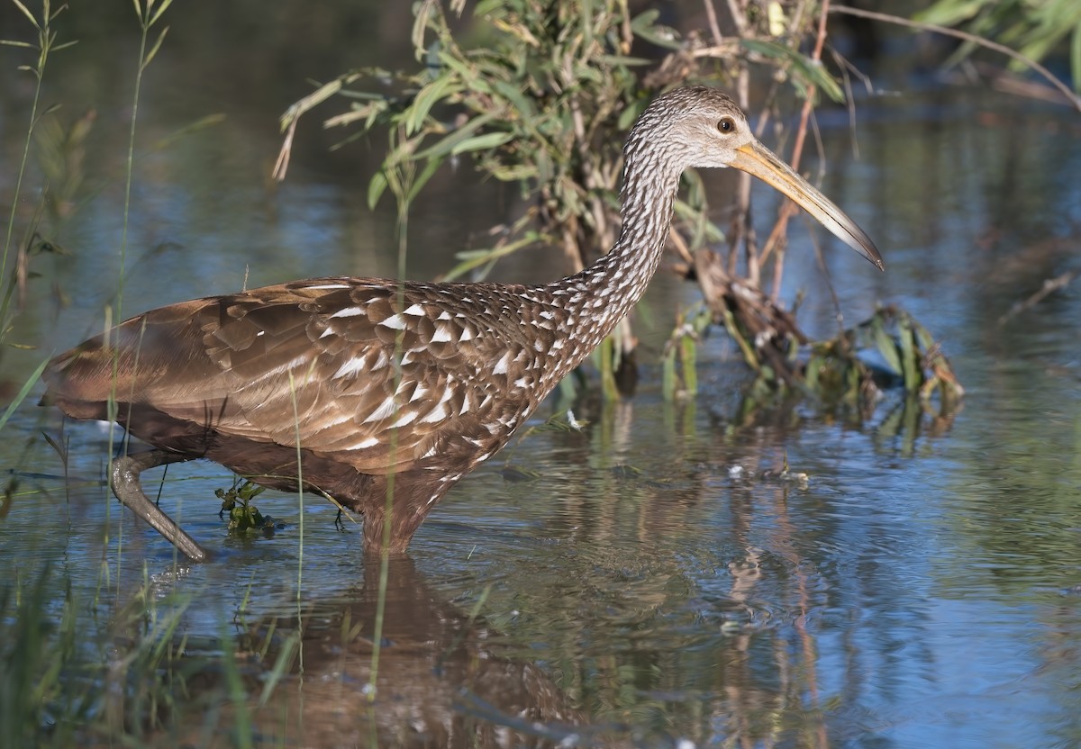 Limpkin - ML587812641