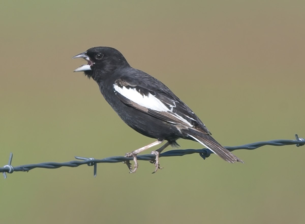 Lark Bunting - ML587812831