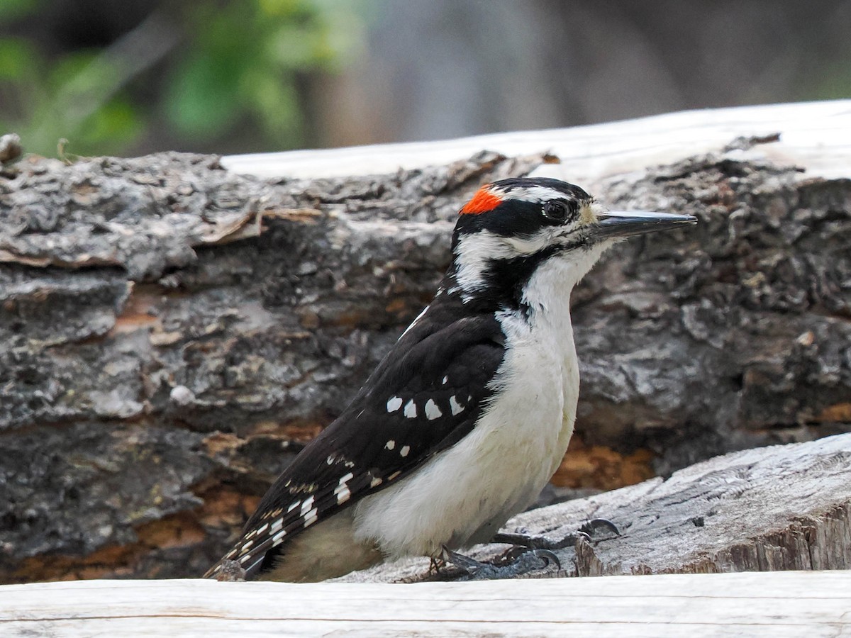 Hairy Woodpecker - ML587813191